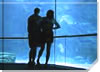 Honeymoon Packages